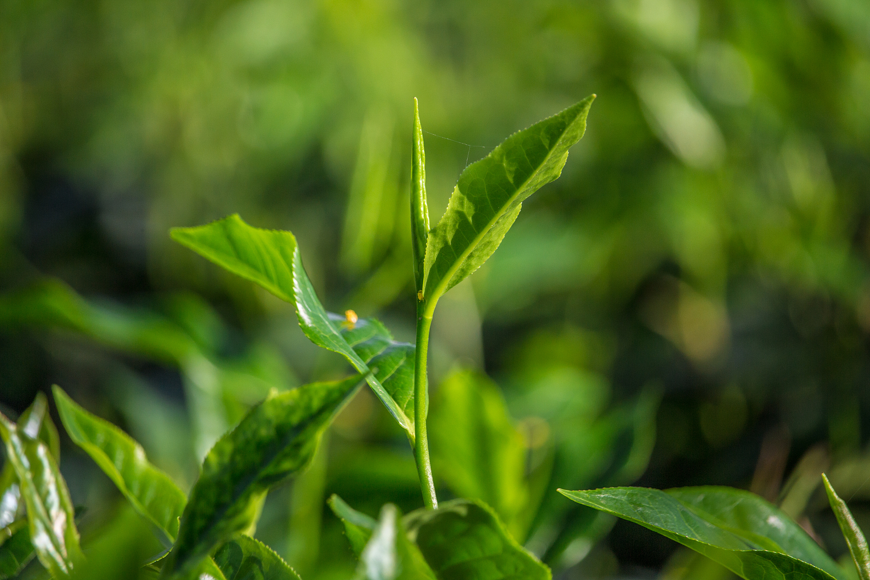 新産品速遞|茶葉中高效氯氰菊酯快(kuài)速檢測盒正式上(shàng)市銷售！